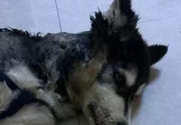 哈士奇咬斷電線被電焦！主人：我很憂傷但又忍