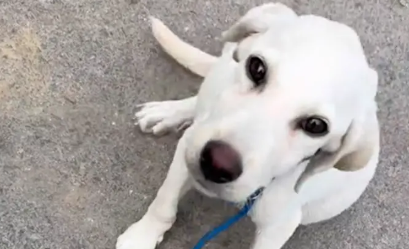 拉布拉多因肝腹水被遺棄，它看到女生停留，做