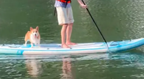 女主人在岸邊叫坐船的柯基過來，沒想到它真的