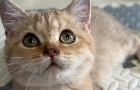 “云投喂”流浪貓：莫讓商業利益大過社會公益